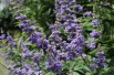 Vitex agnus-castus Latifolia - Jardins du Monde.be Vitex agnus-castus Latifolia - Jardins du Monde.be