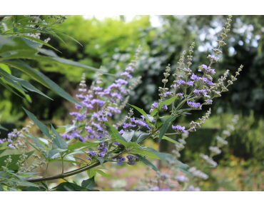 Vitex agnus-castus Latifolia - Jardins du Monde.be