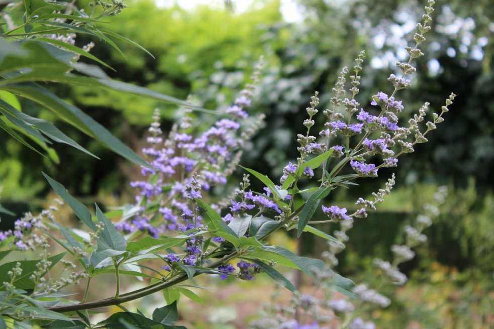 Vitex agnus-castus Latifolia - Jardins du Monde.be Vitex agnus-castus Latifolia - Jardins du Monde.be