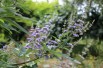 Vitex agnus-castus Latifolia - Jardins du Monde.be Vitex agnus-castus Latifolia - Jardins du Monde.be