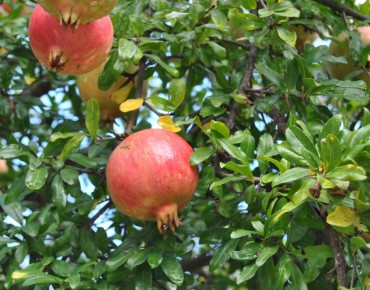 Punica granatum Seedless