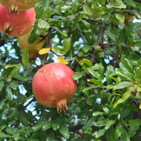 Punica granatum Seedless