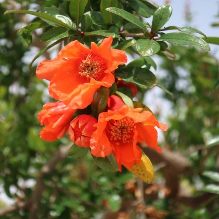 Punica granatum Seedless