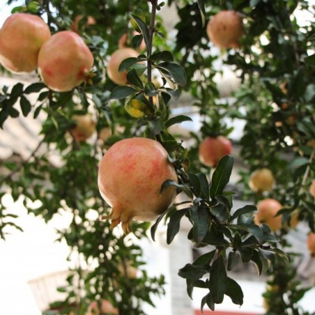 Punica granatum Seedless