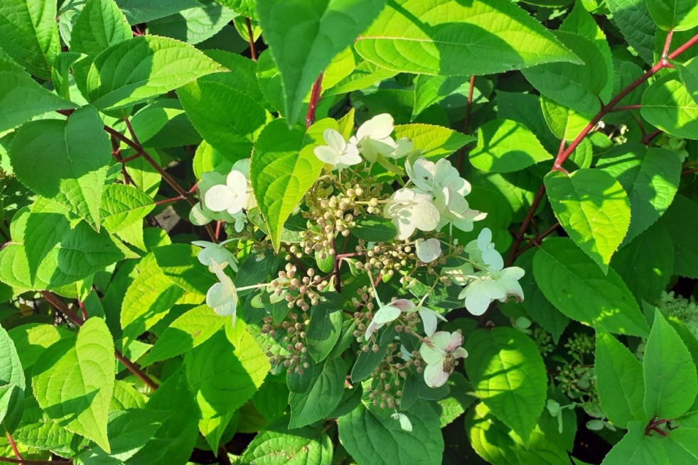 Hydrangea paniculata Wim's Red® - Jardins du Monde.be