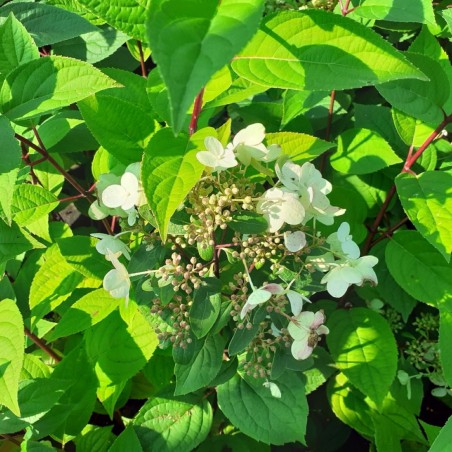 Hydrangea paniculata Wim's Red® - Jardins du Monde.be