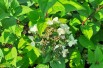 Hydrangea paniculata Wim's Red® - Jardins du Monde.be