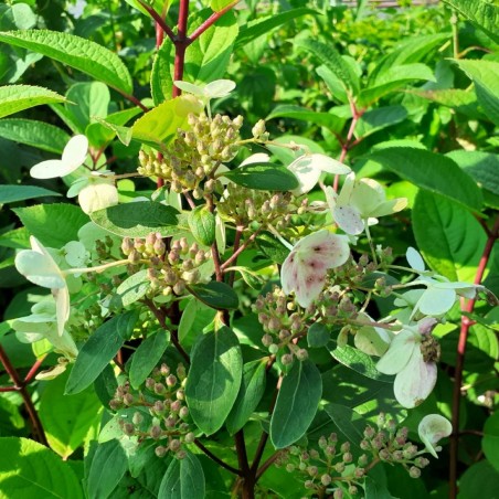 Hydrangea paniculata Wim's Red® - Jardins du Monde.be