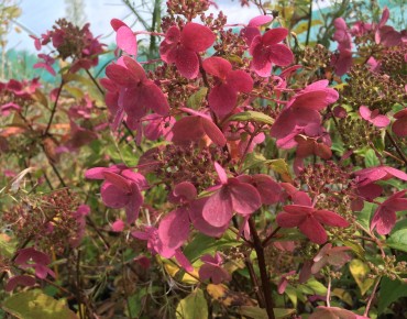 Hydrangea paniculata Wim's Red® - Jardins du Monde.be