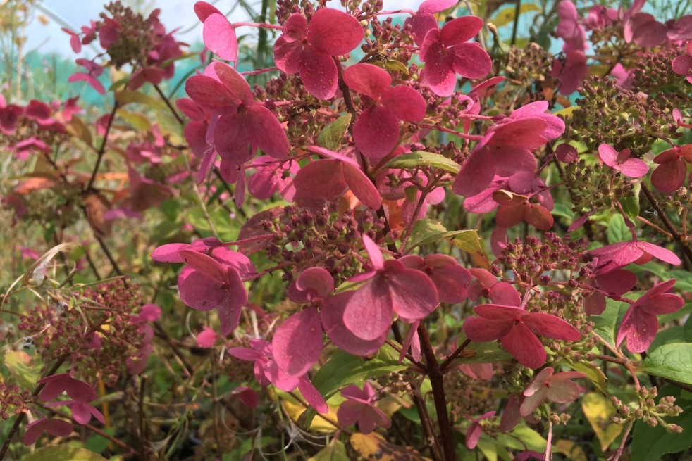 Hydrangea paniculata Wim's Red® - Jardins du Monde.be