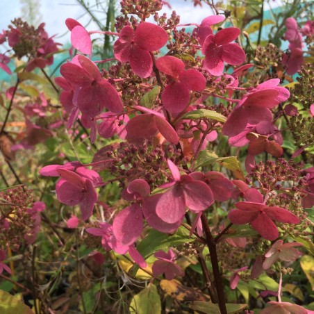 Hydrangea paniculata Wim's Red® - Jardins du Monde.be