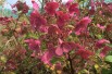 Hydrangea paniculata Wim's Red® - Jardins du Monde.be
