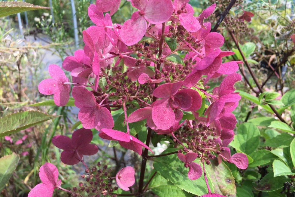 Hydrangea paniculata Wim's Red® - Jardins du Monde.be