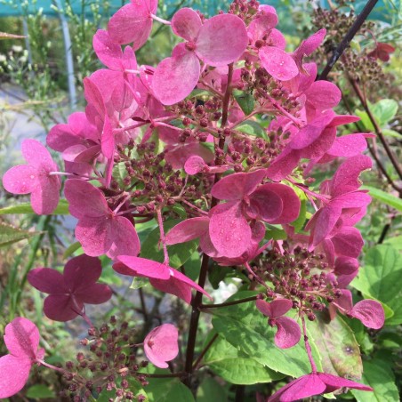 Hydrangea paniculata Wim's Red® - Jardins du Monde.be