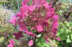 Hydrangea paniculata Wim's Red® - Jardins du Monde.be