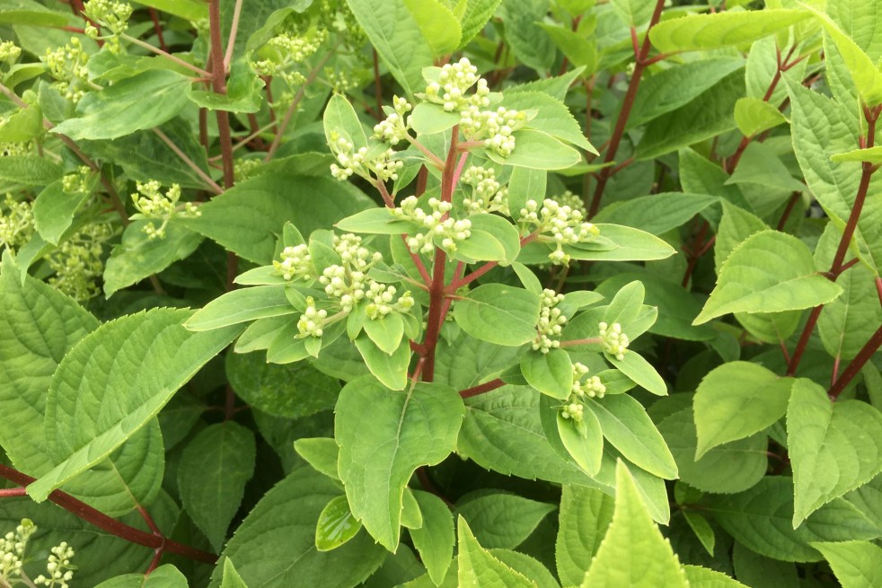 Hydrangea paniculata Wim's Red® - Jardins du Monde.be