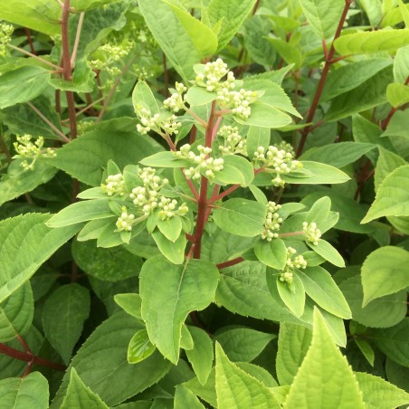 Hydrangea paniculata Wim's Red® - Jardins du Monde.be