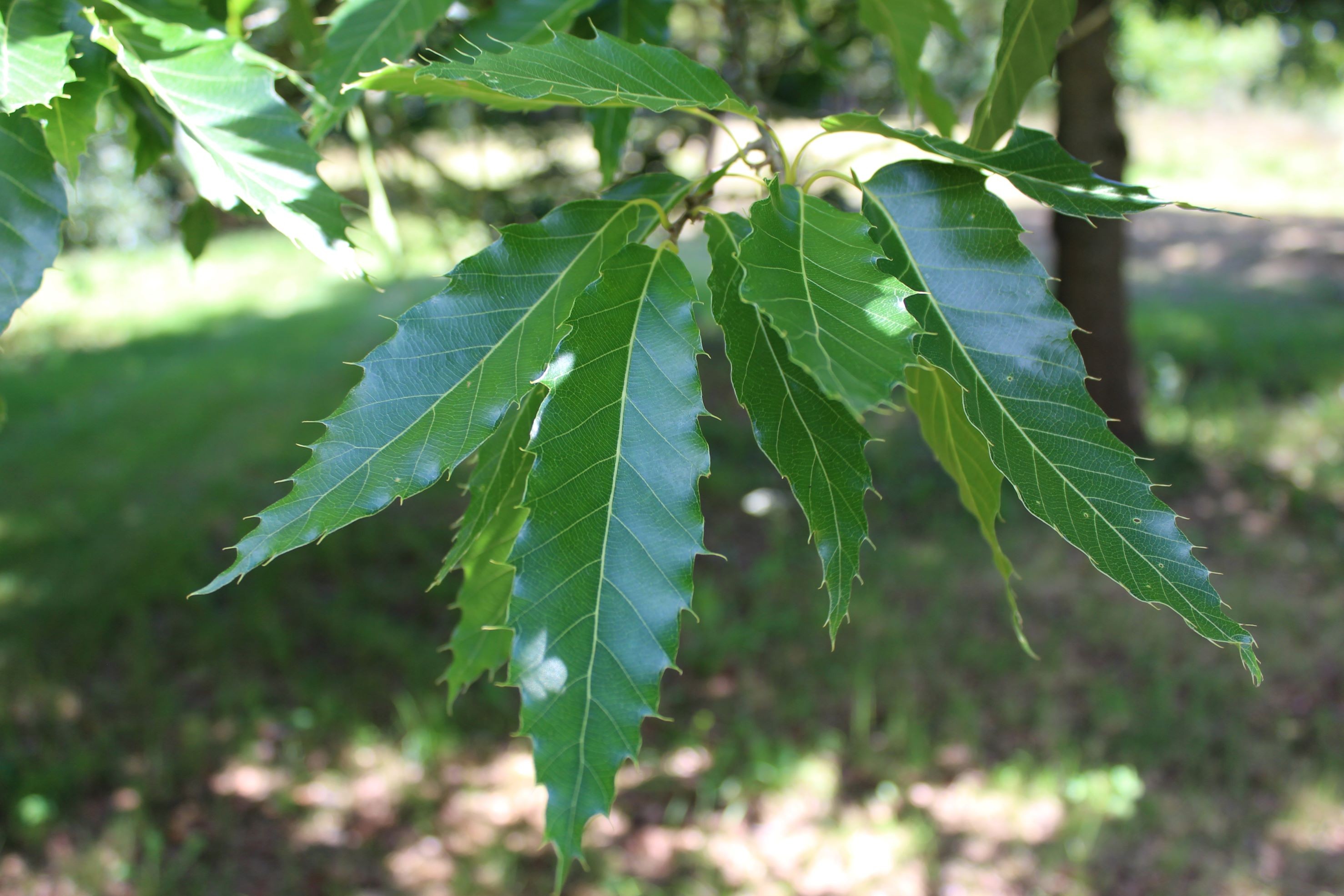 Chêne du Japon à feuilles de châtaignier