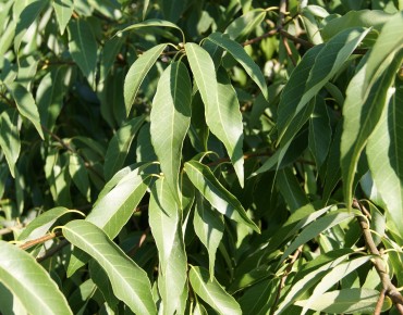 Quercus myrsinifolia - Jardins du Mone.be