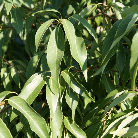 Quercus myrsinifolia - Jardins du Mone.be