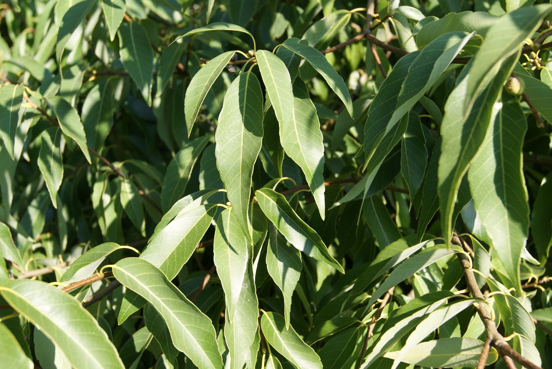 Bamboo-leaf oak