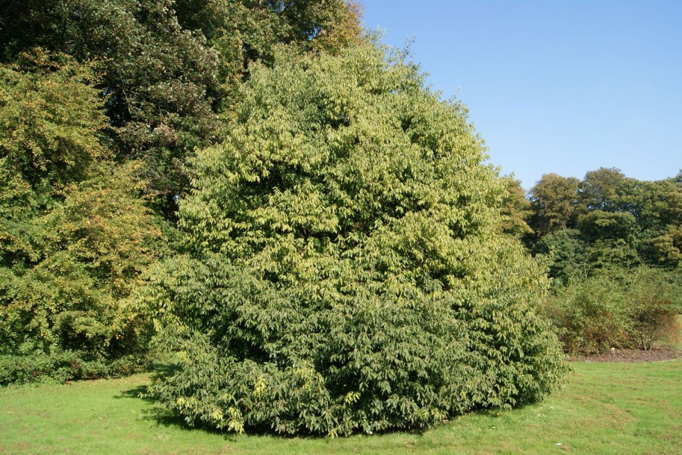 Quercus myrsinifolia - Jardins du Mone.be