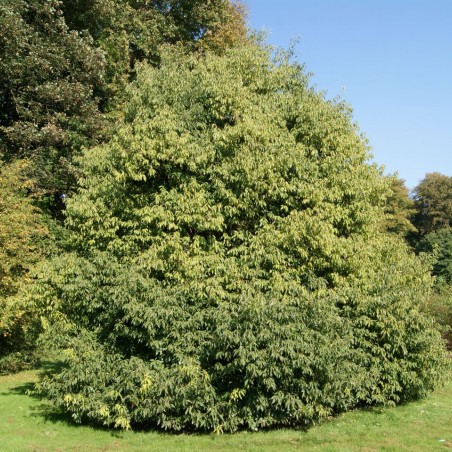 Quercus myrsinifolia - Jardins du Mone.be
