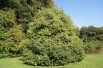 Quercus myrsinifolia - Jardins du Mone.be