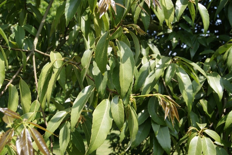 Quercus myrsinifolia - Jardins du Mone.be