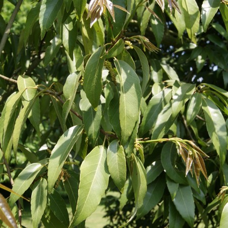Quercus myrsinifolia - Jardins du Mone.be