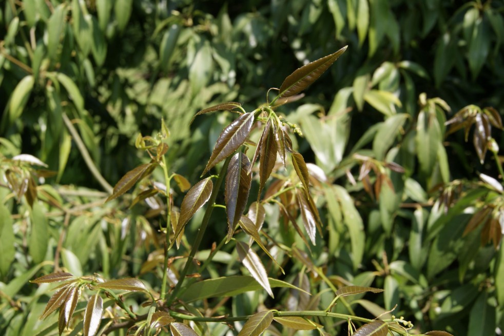 Quercus myrsinifolia - Jardins du Mone.be