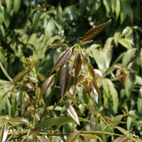 Quercus myrsinifolia - Jardins du Mone.be