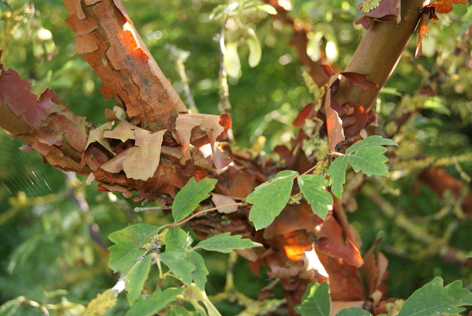 Paperbark maple