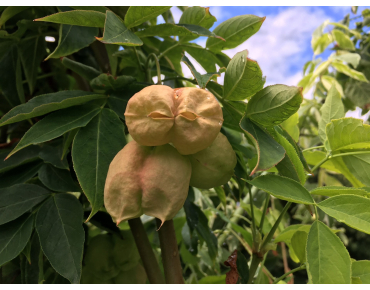 Staphylea Colchica - Jardins du Monde.be