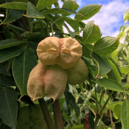Staphylea Colchica - Jardins du Monde.be