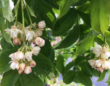 Staphylea Colchica - Jardins du Monde.be