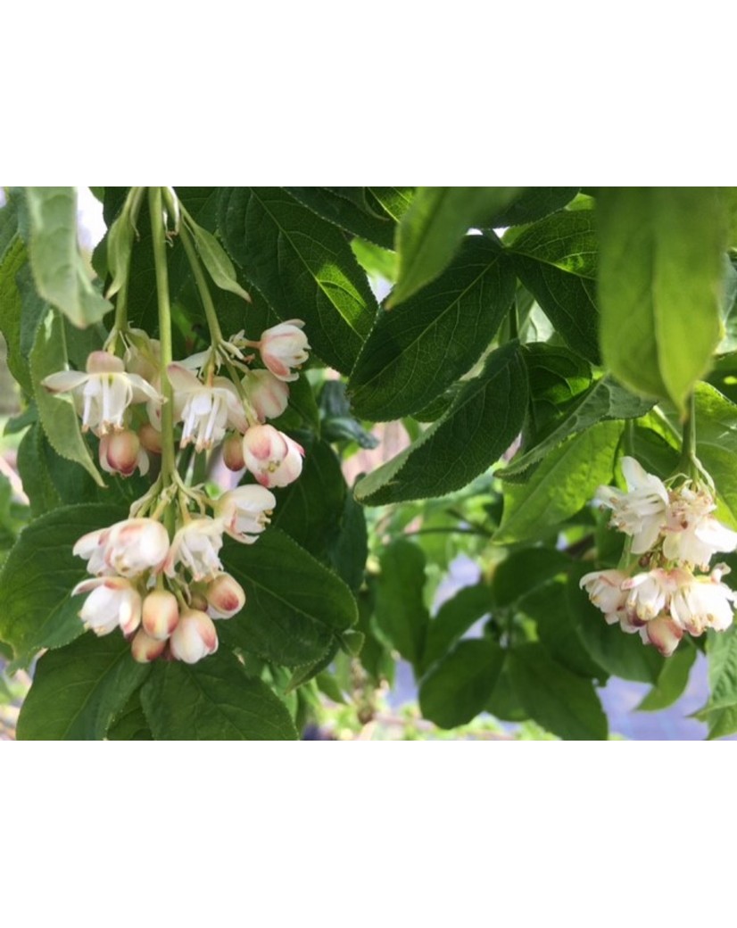 Kolchische Pimpernuss (im 10LiterTopf) Staphylea Colchica