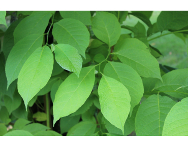 Staphylea Colchica - Jardins du Monde.be
