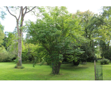 Staphylea Colchica - Jardins du Monde.be