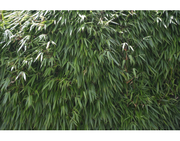 Bamboo Pingwu - Bamboo Fargesia Robusta Pingwu