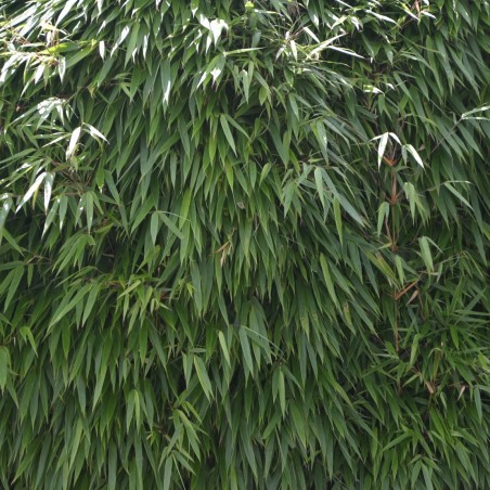 Bamboo Pingwu - Bamboo Fargesia Robusta Pingwu
