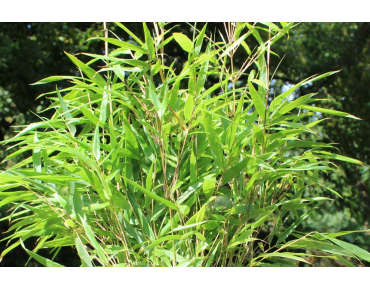 Bamboo Rufa - Bamboo Fargesia Rufa