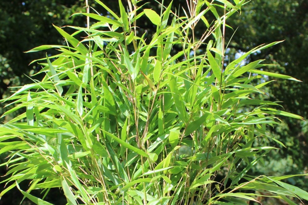 Bambou Fargesia Rufa