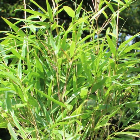 Bambou Fargesia Rufa