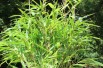 Bambou Fargesia Rufa