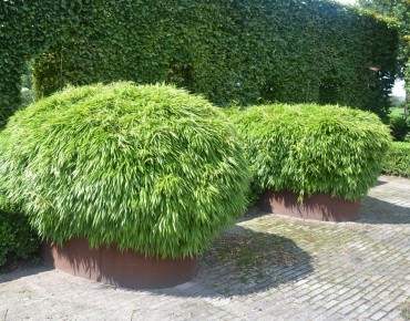 Bambou Fargesia Rufa - taillé en pot