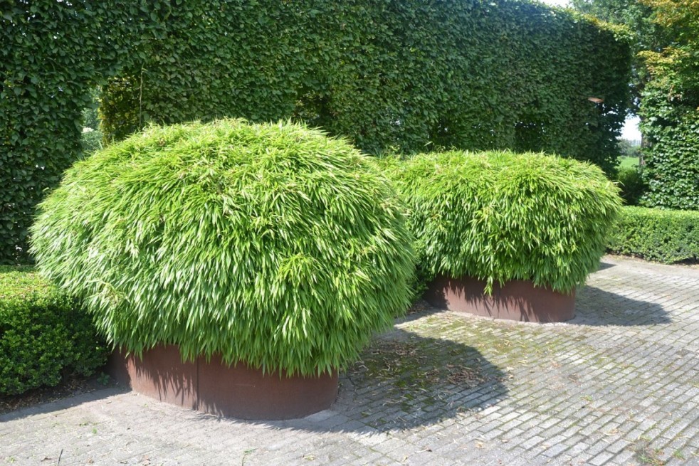 Bambou Fargesia Rufa - taillé en pot