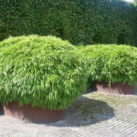 Bambou Fargesia Rufa - taillé en pot