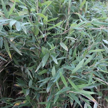 Bambus Gansu - Bambou fargesia nitida Gansu