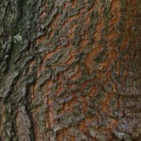 Shingle oak - Quercus imbricaria